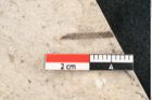 Foto (Detailansicht) von Pinus holothana Unger (NHMW-GEO-2024-0188-8197a)